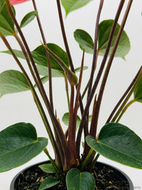 Anthurium 'Livium'