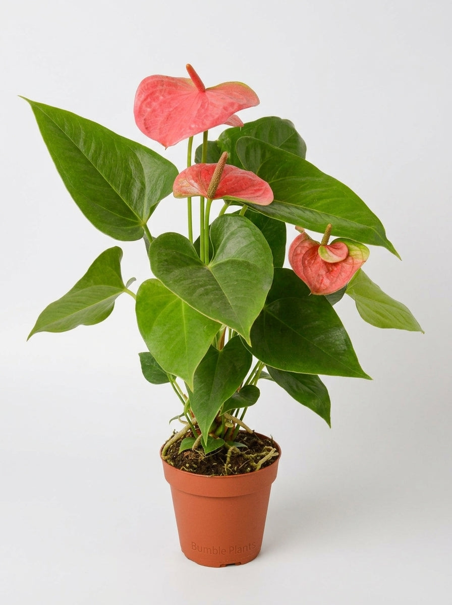 Anthurium 'Pink'