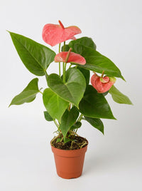 Anthurium 'Pink'
