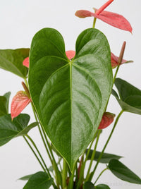 Anthurium 'Pink'