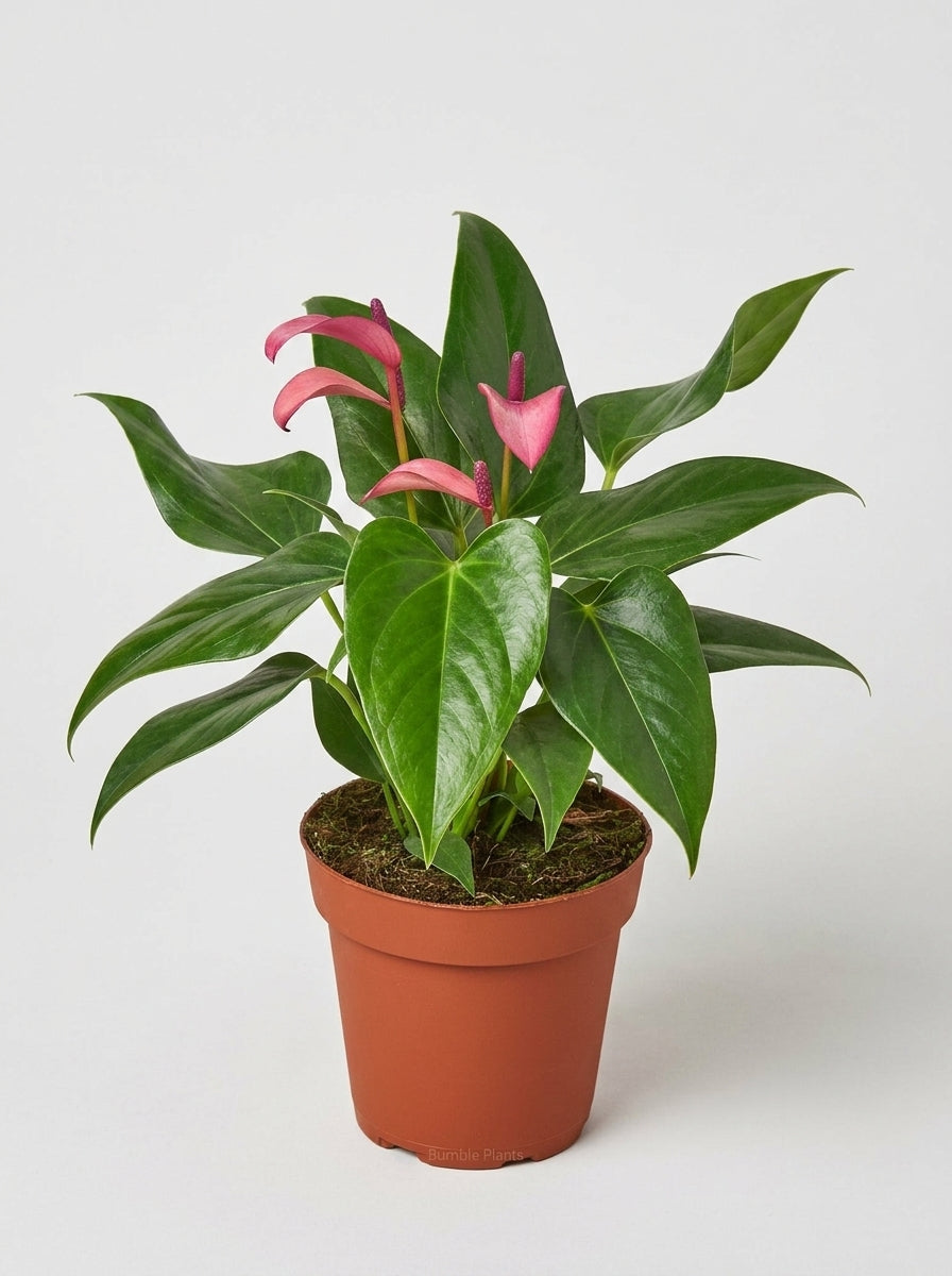 Anthurium 'Purple'