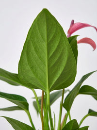 Anthurium 'Purple'