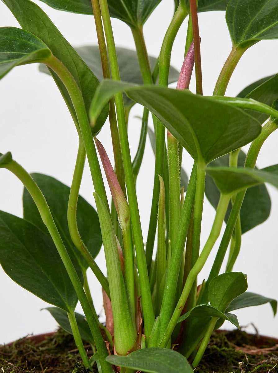 Anthurium 'Purple'