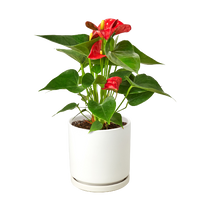 Anthurium Red