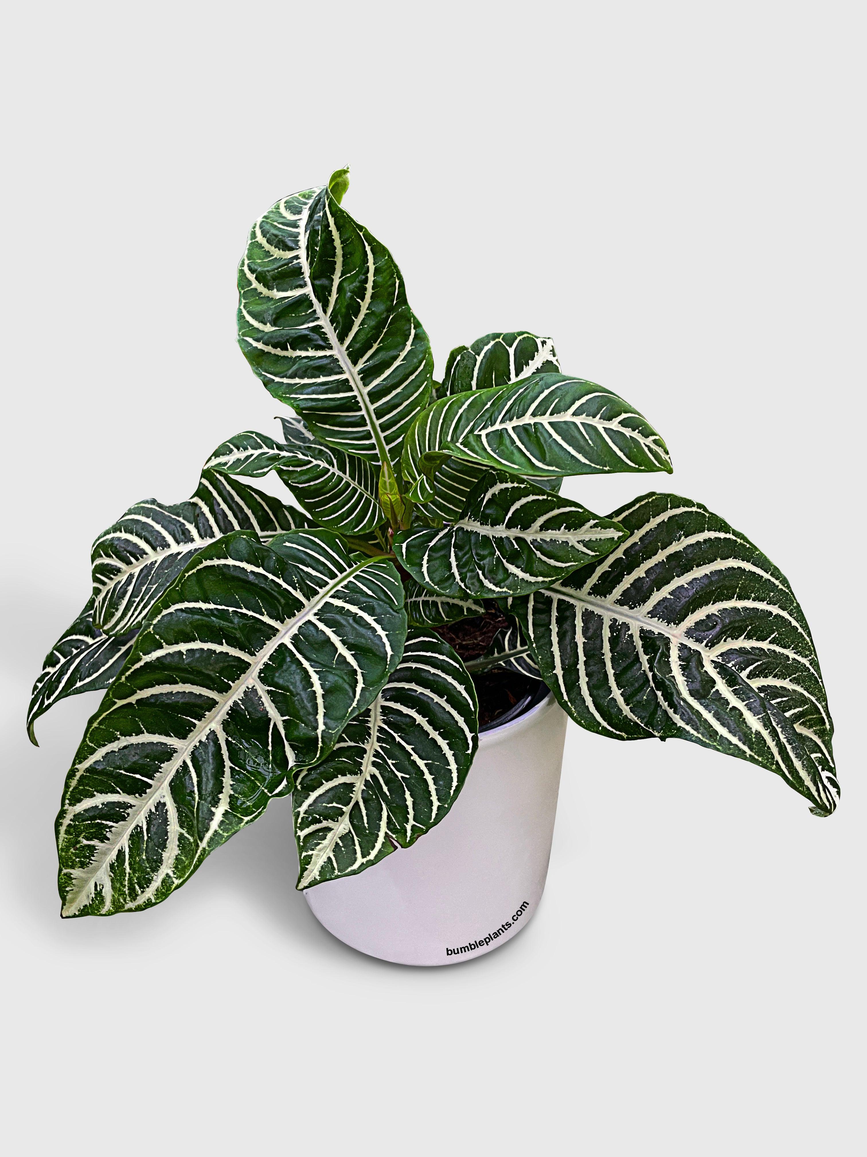 Live Aphelandra Squarrosa 'Zebra Plant' | Real Plant Online