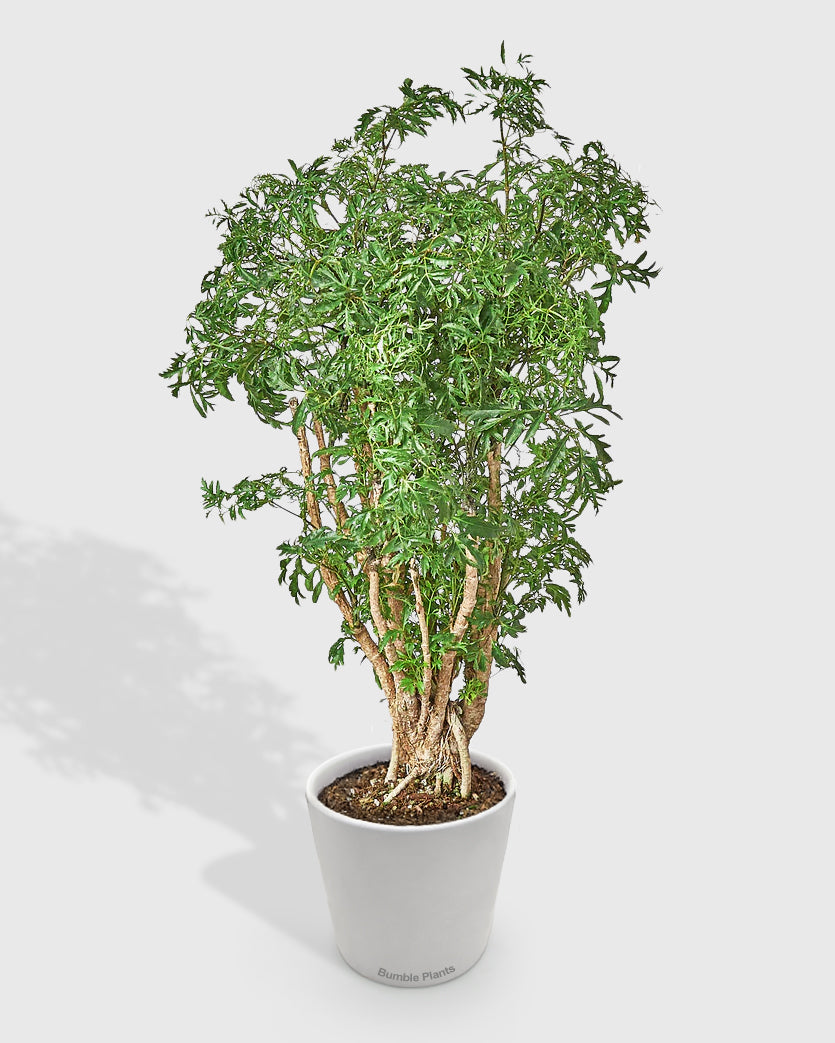 Aralia Ming Stump Polyscias Fruticosa