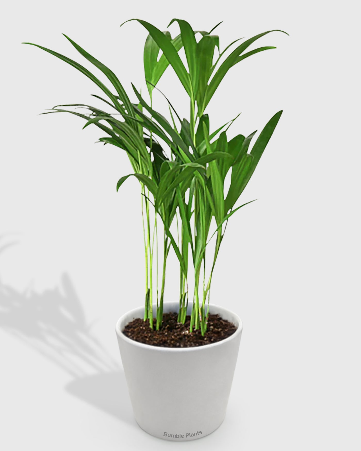 areca dypsis palm plant Areca Palm Dypsis lutescens Indoor Plant