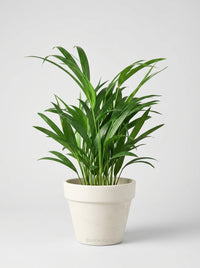 Dypsis Lutescens Areca Palm