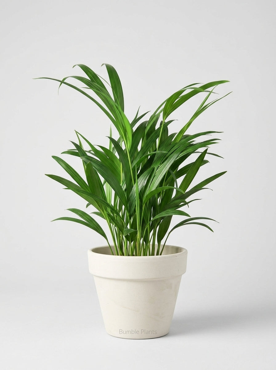 Dypsis Lutescens Areca Palm