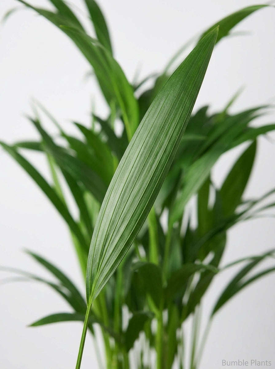 Dypsis Lutescens Areca Palm