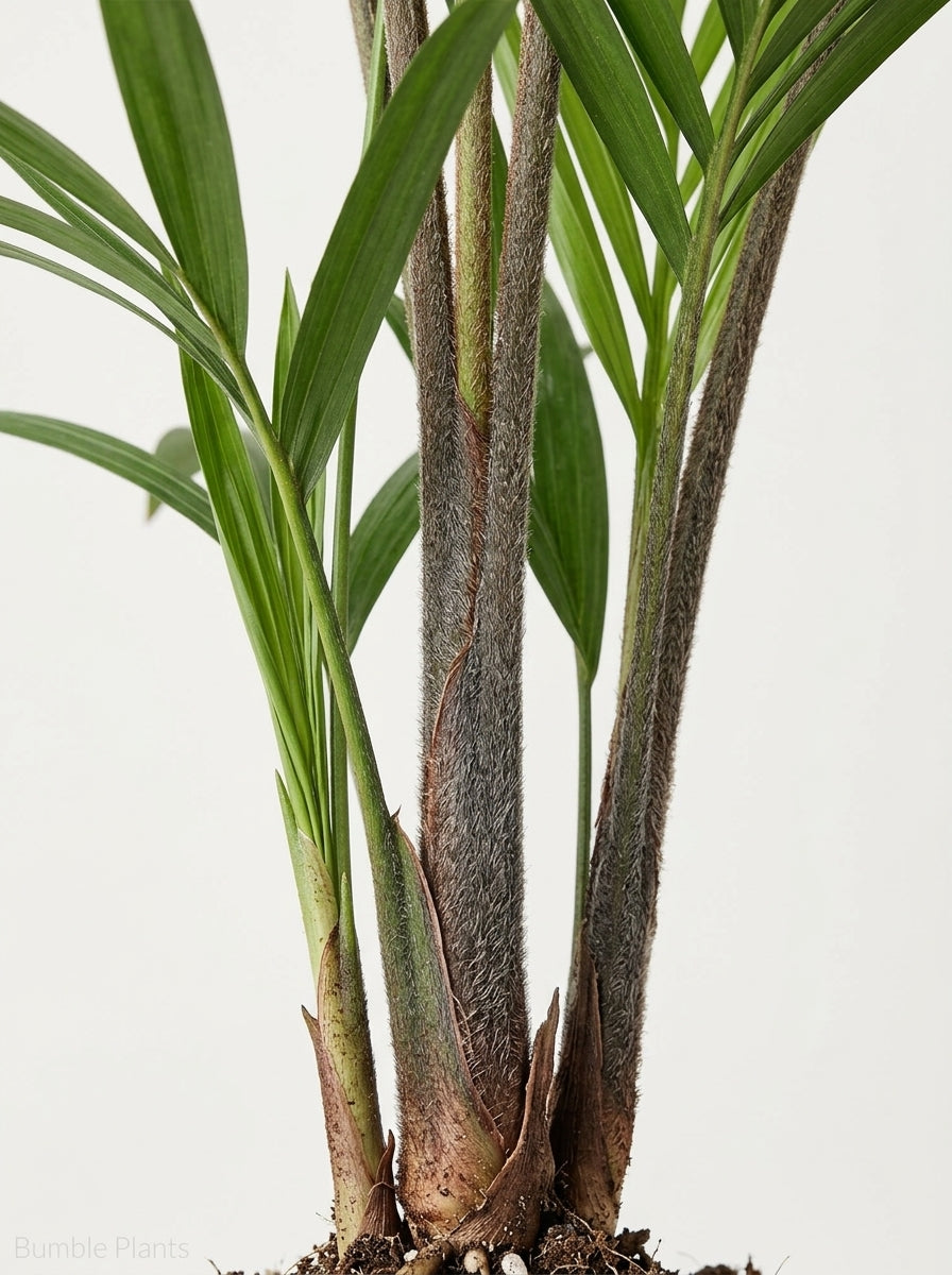 Dypsis Lutescens Areca Palm