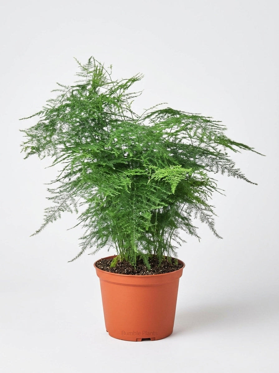 Asparagus Setaceus Fern