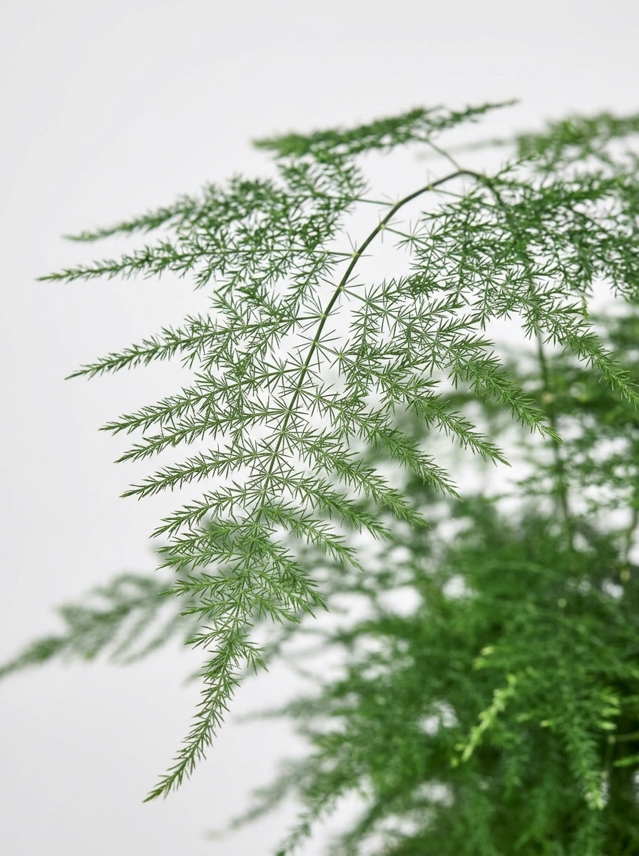 Asparagus Setaceus Fern