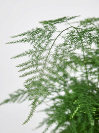 Asparagus Setaceus Fern