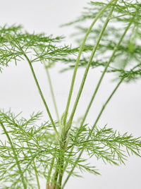 Asparagus Setaceus Fern