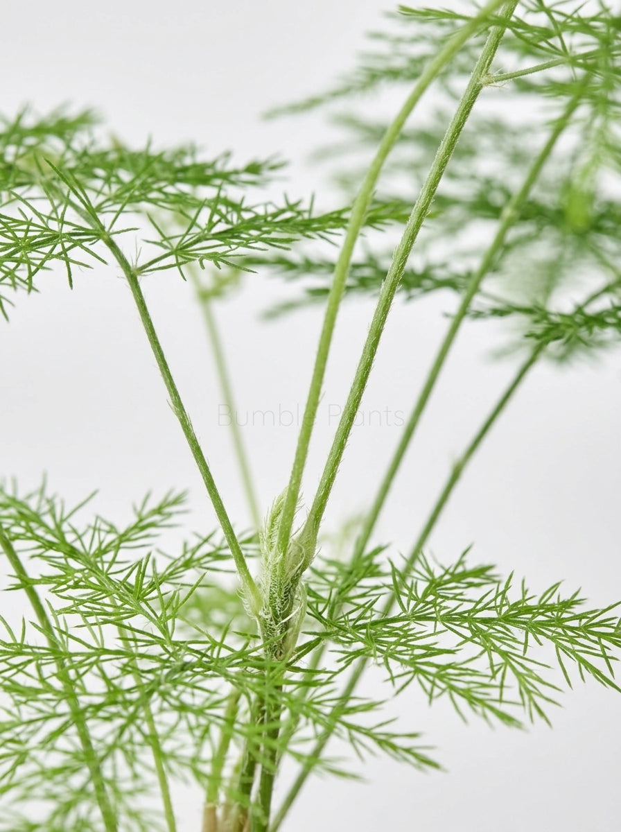 Asparagus Setaceus Fern