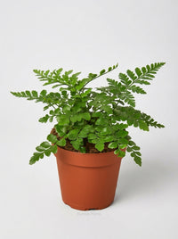 Asplenium Dimorphum x Difforme Fern