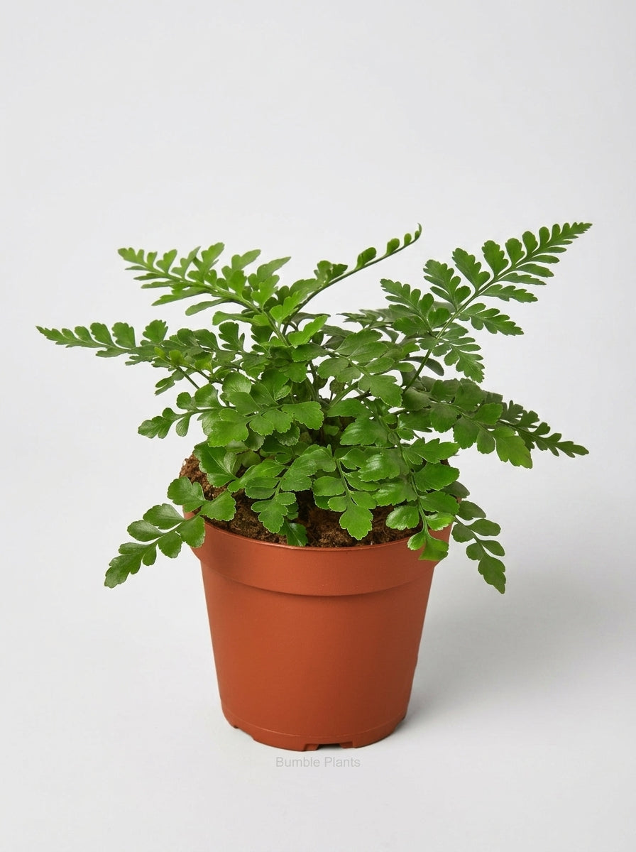 Asplenium Dimorphum x Difforme Fern