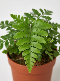 Asplenium Dimorphum x Difforme Fern