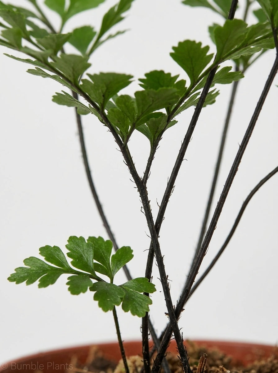 Asplenium Dimorphum x Difforme Fern