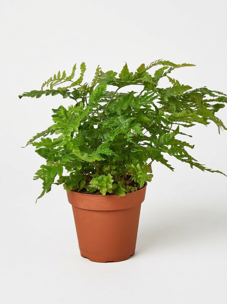 'Autumn' Fern