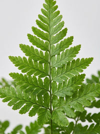 'Autumn' Fern