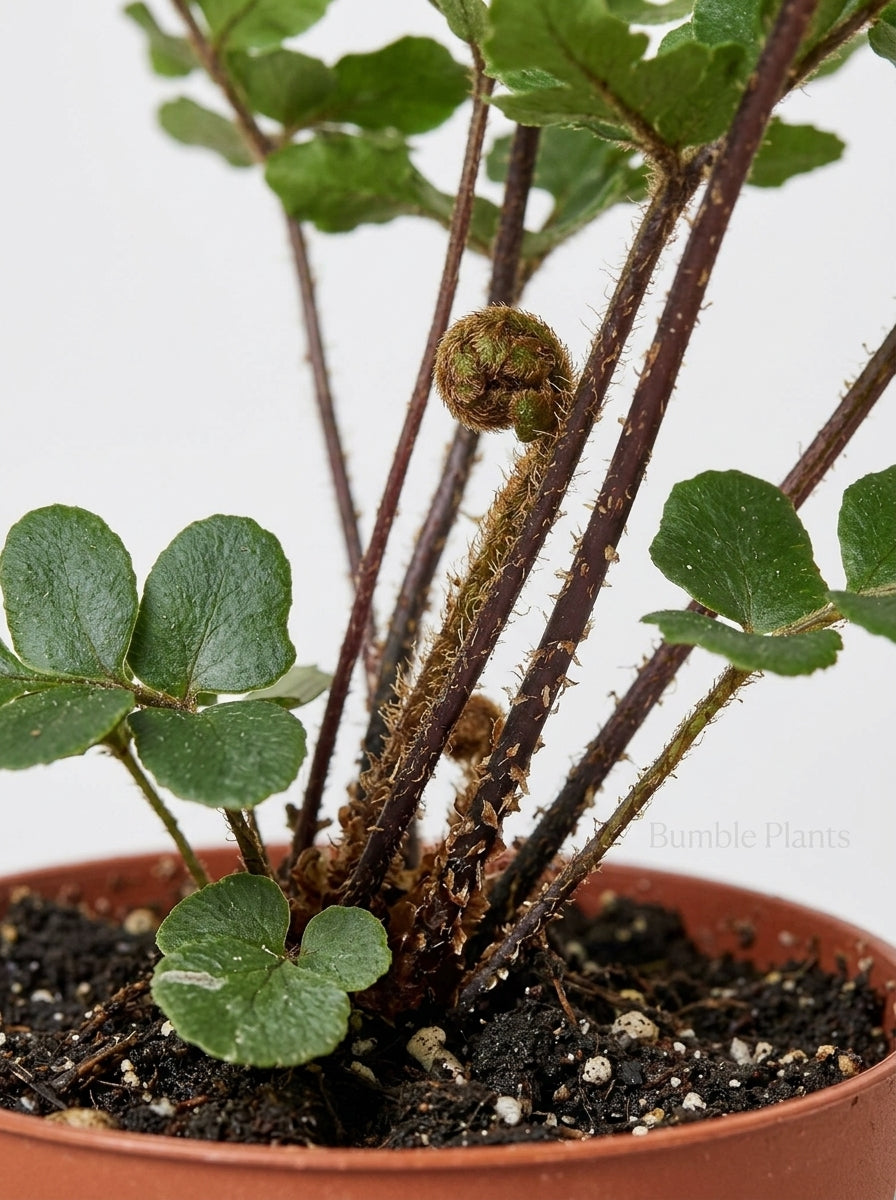 'Autumn' Fern
