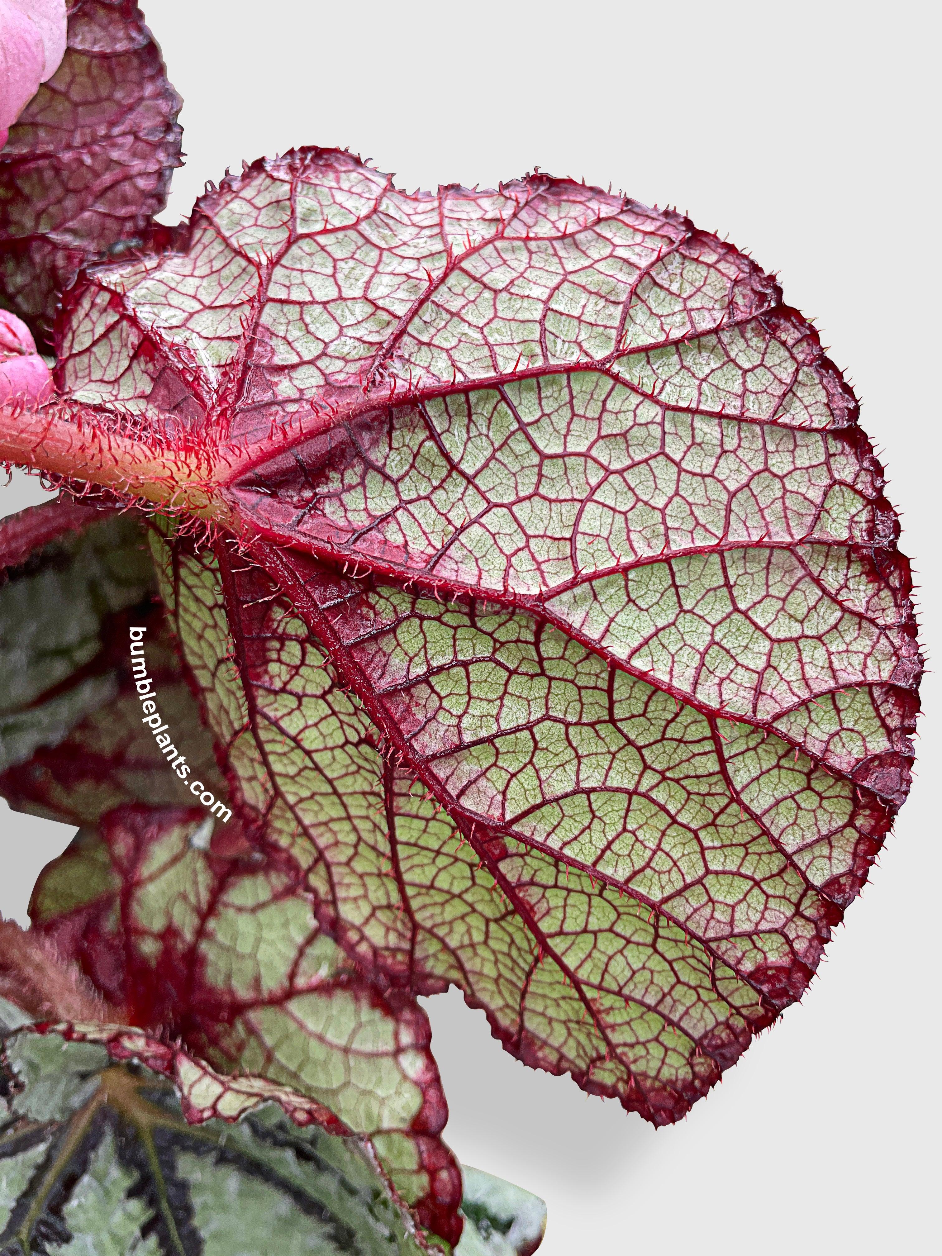 Begonia Fedor - Bumble Plants