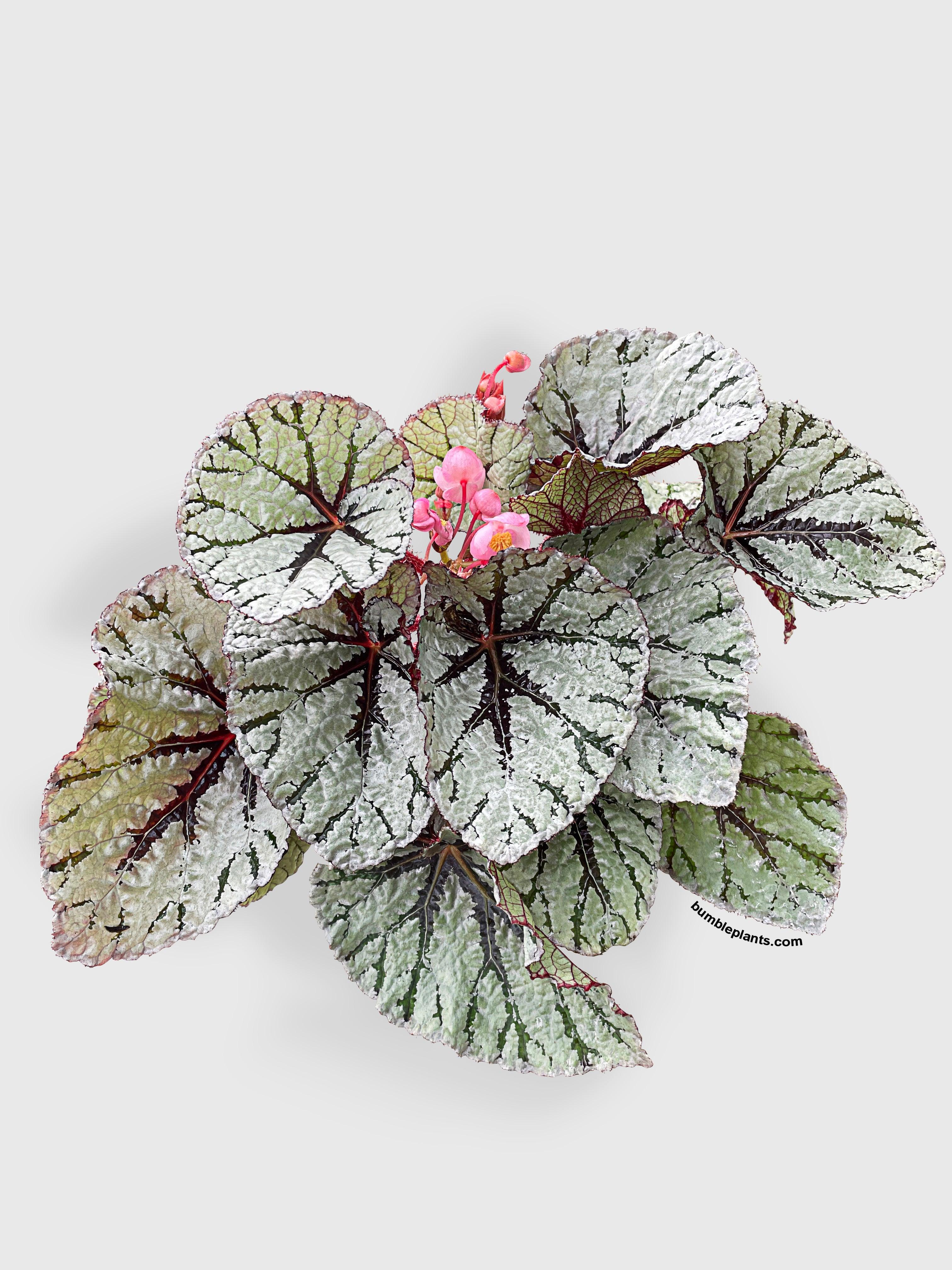 Begonia Fedor - Bumble Plants