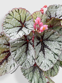 Begonia Fedor - Bumble Plants