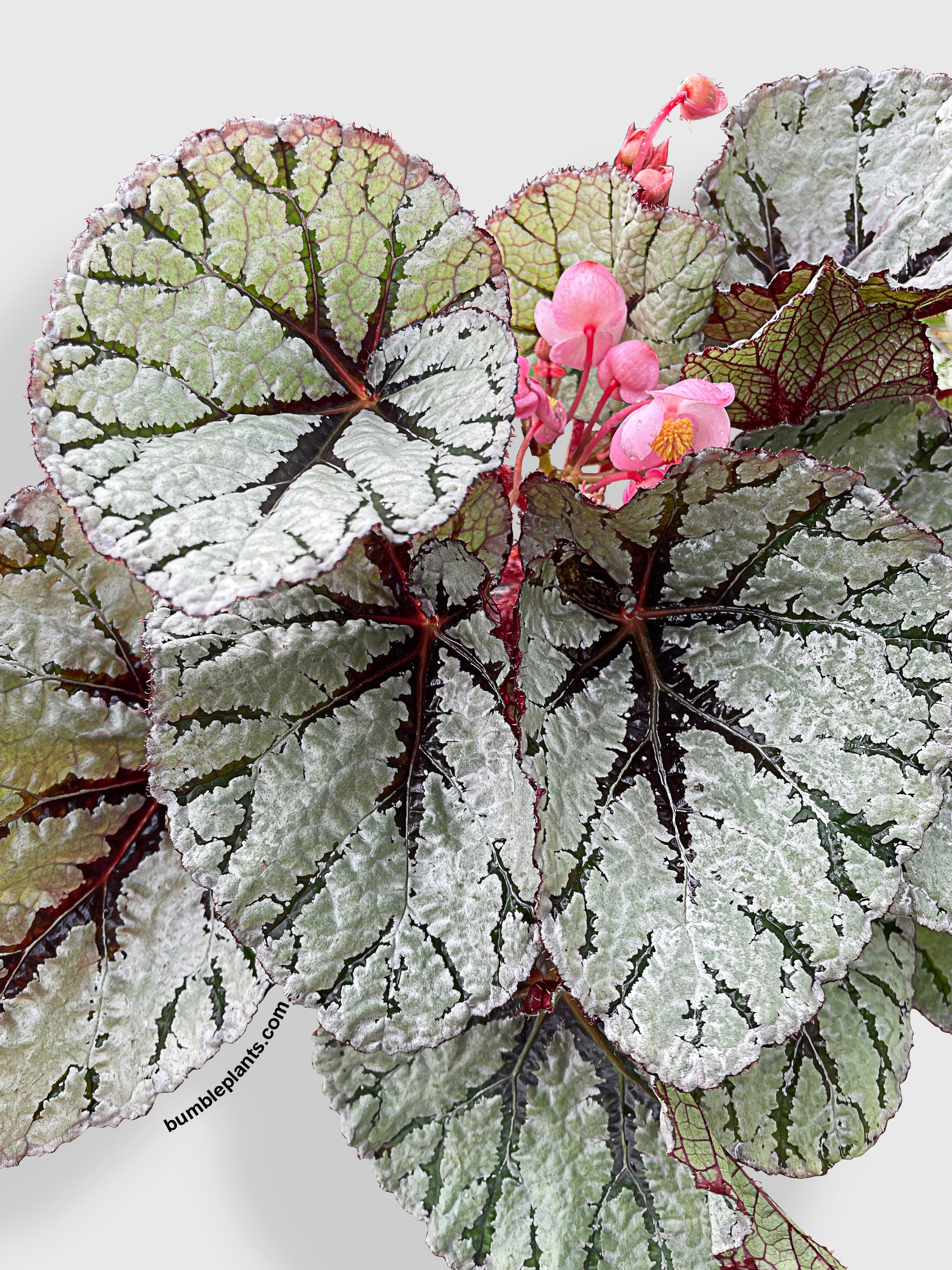 Begonia Fedor - Bumble Plants