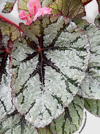Begonia Fedor - Bumble Plants