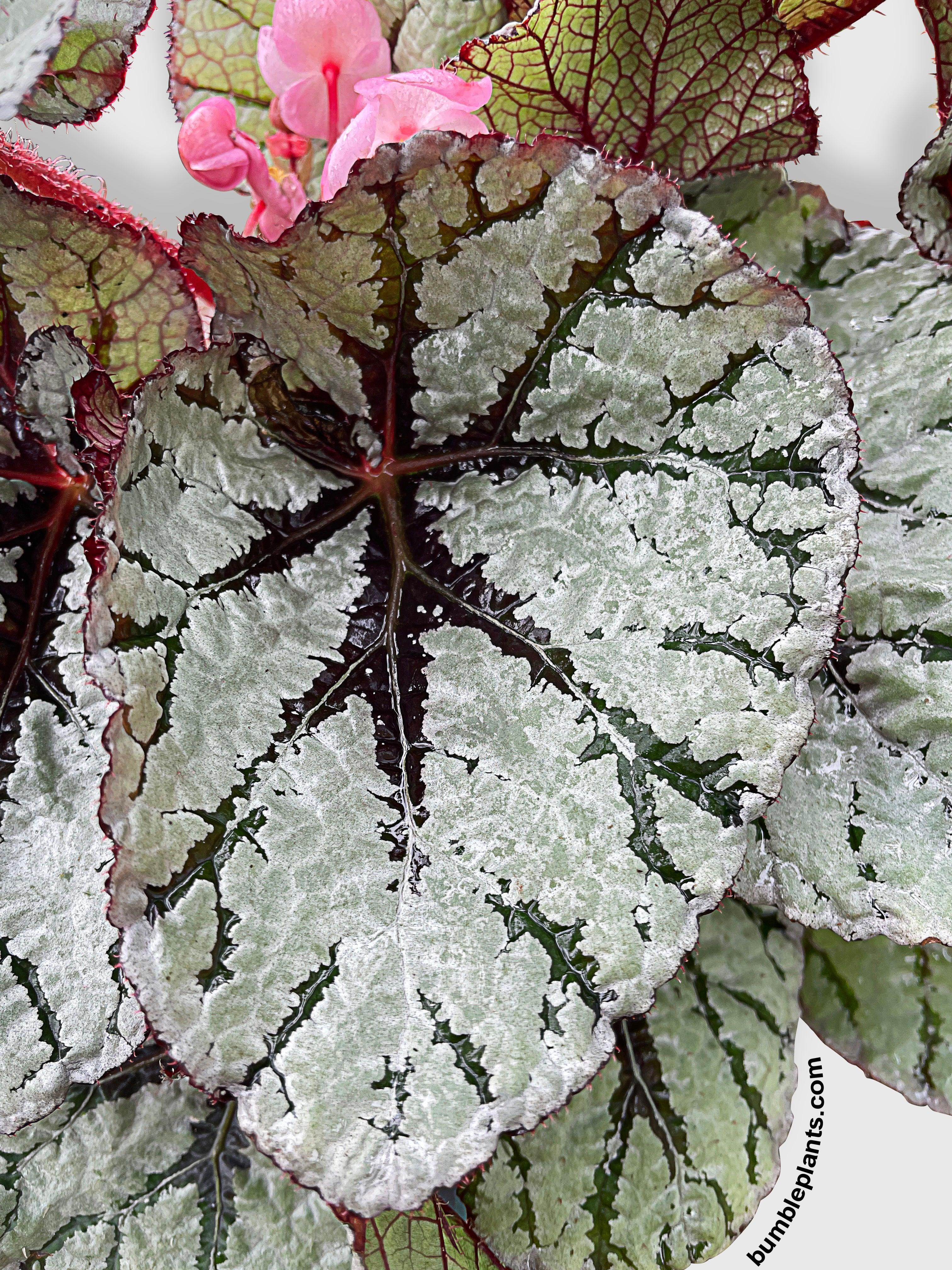 Begonia Fedor - Bumble Plants