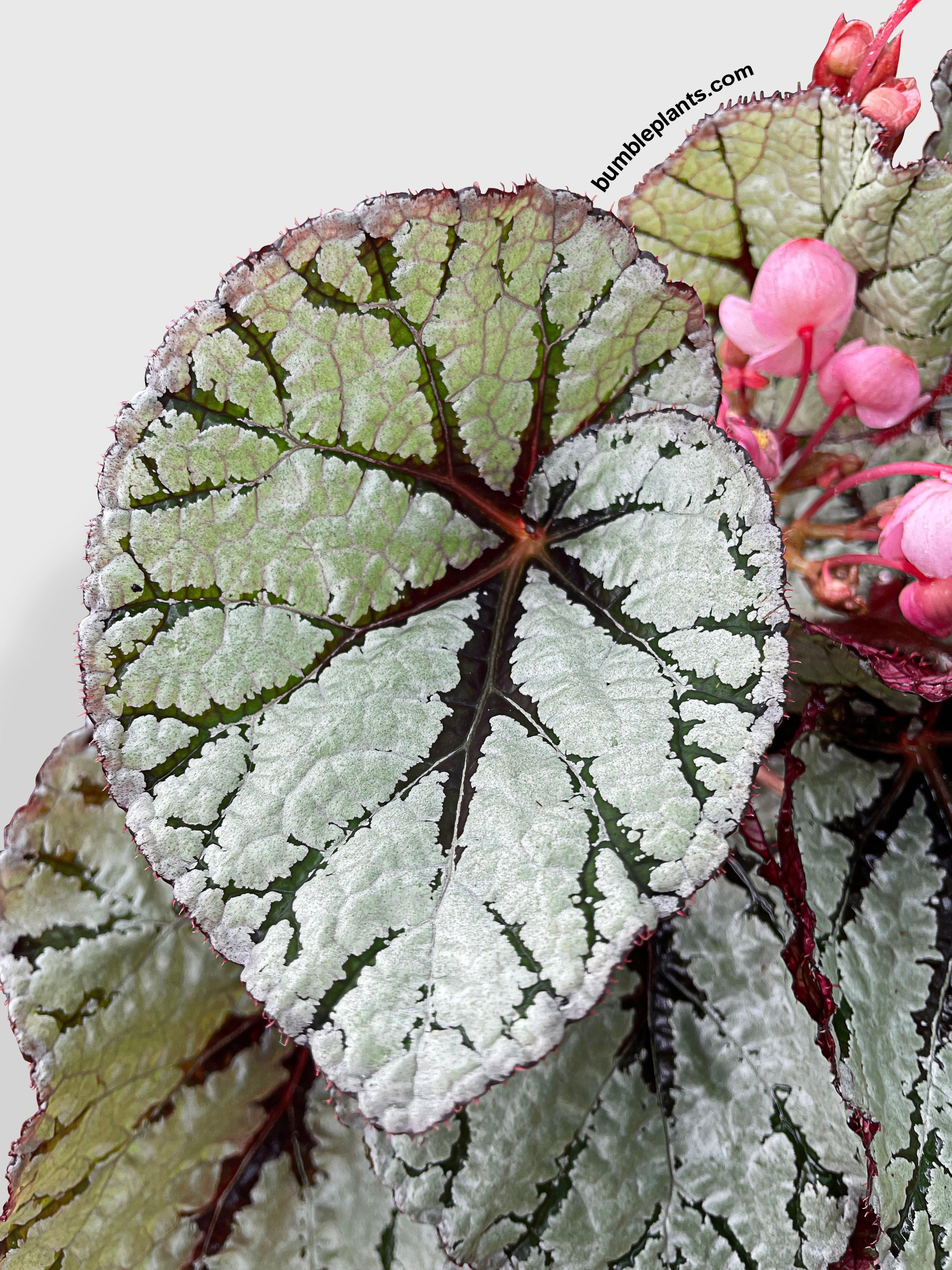 Begonia Fedor - Bumble Plants