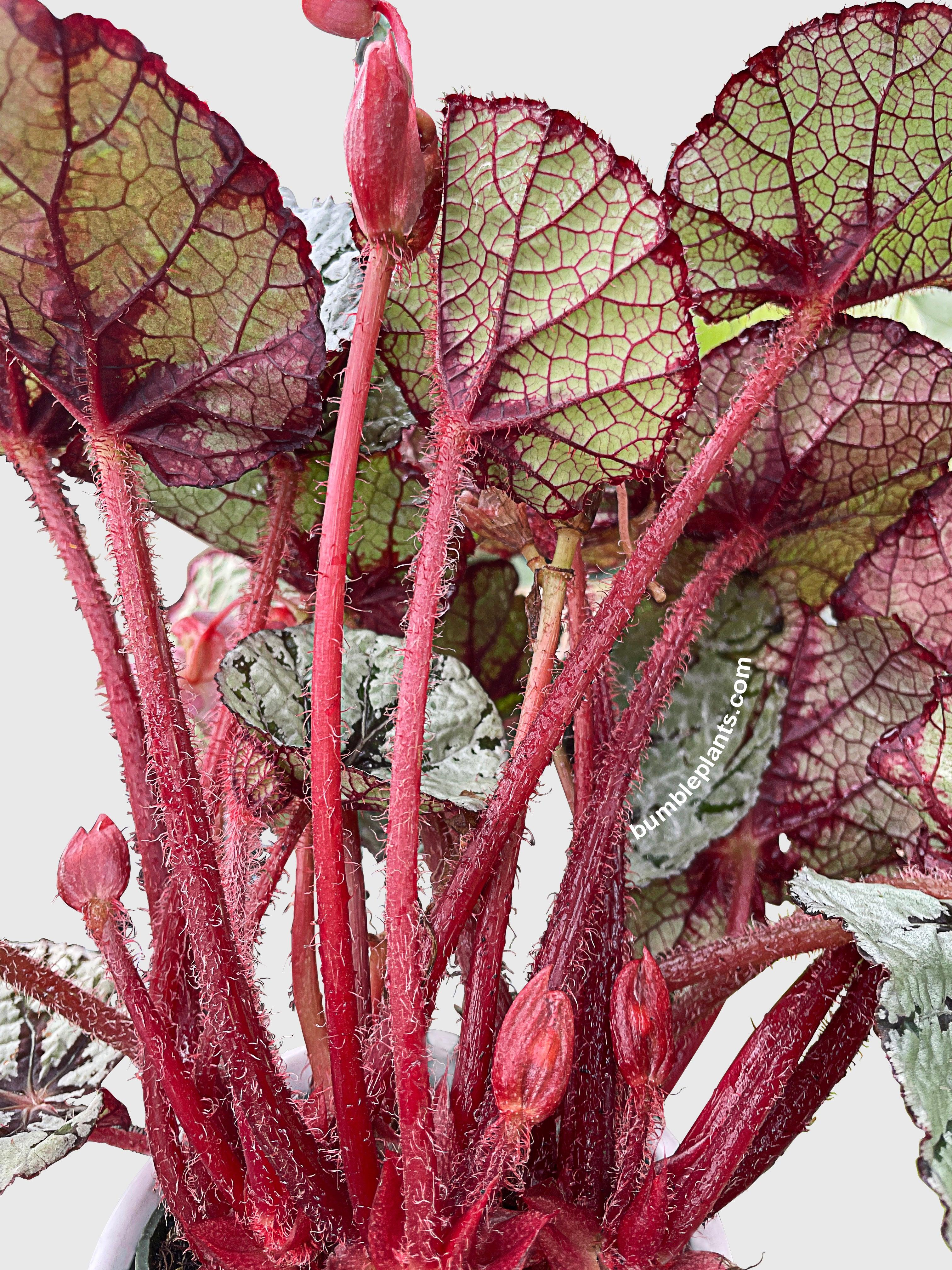 Begonia Fedor - Bumble Plants