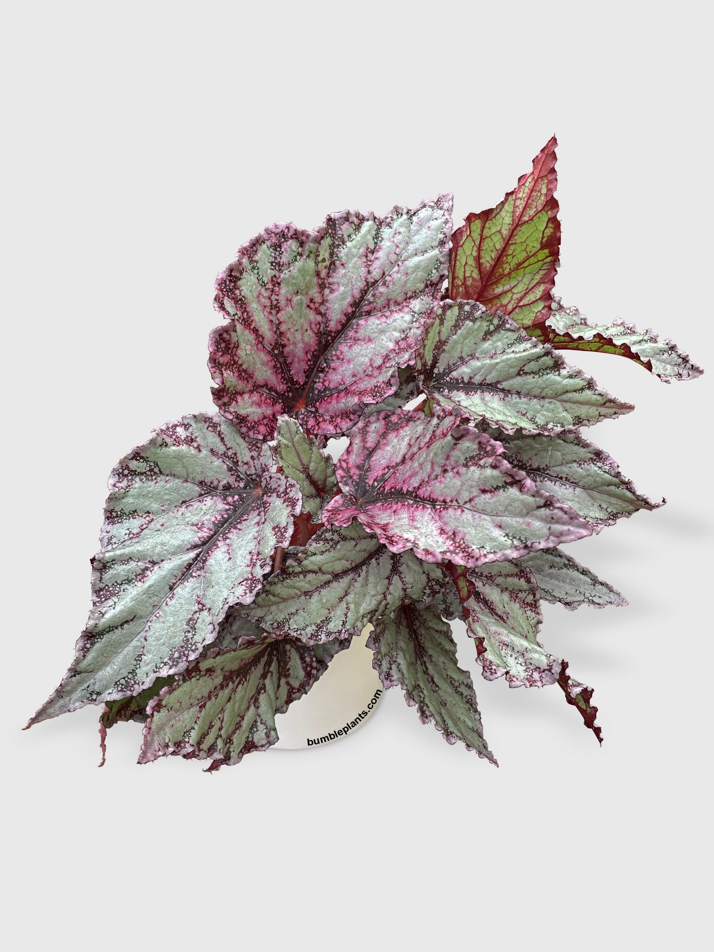 Begonia Flamenco - Bumble Plants
