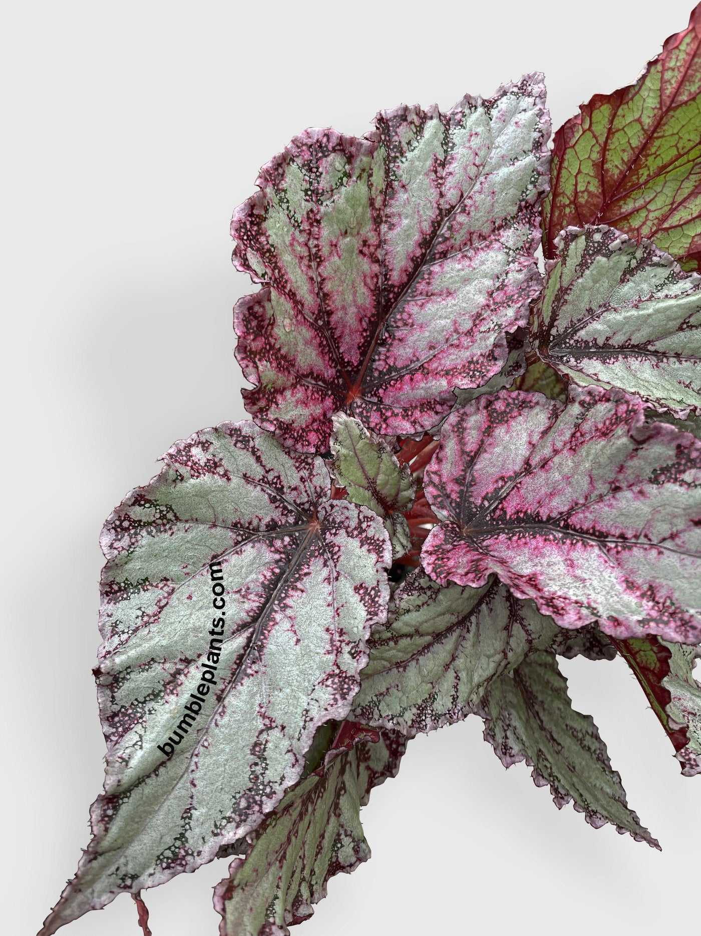 Begonia Flamenco - Bumble Plants