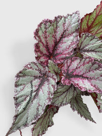 Begonia Flamenco - Bumble Plants
