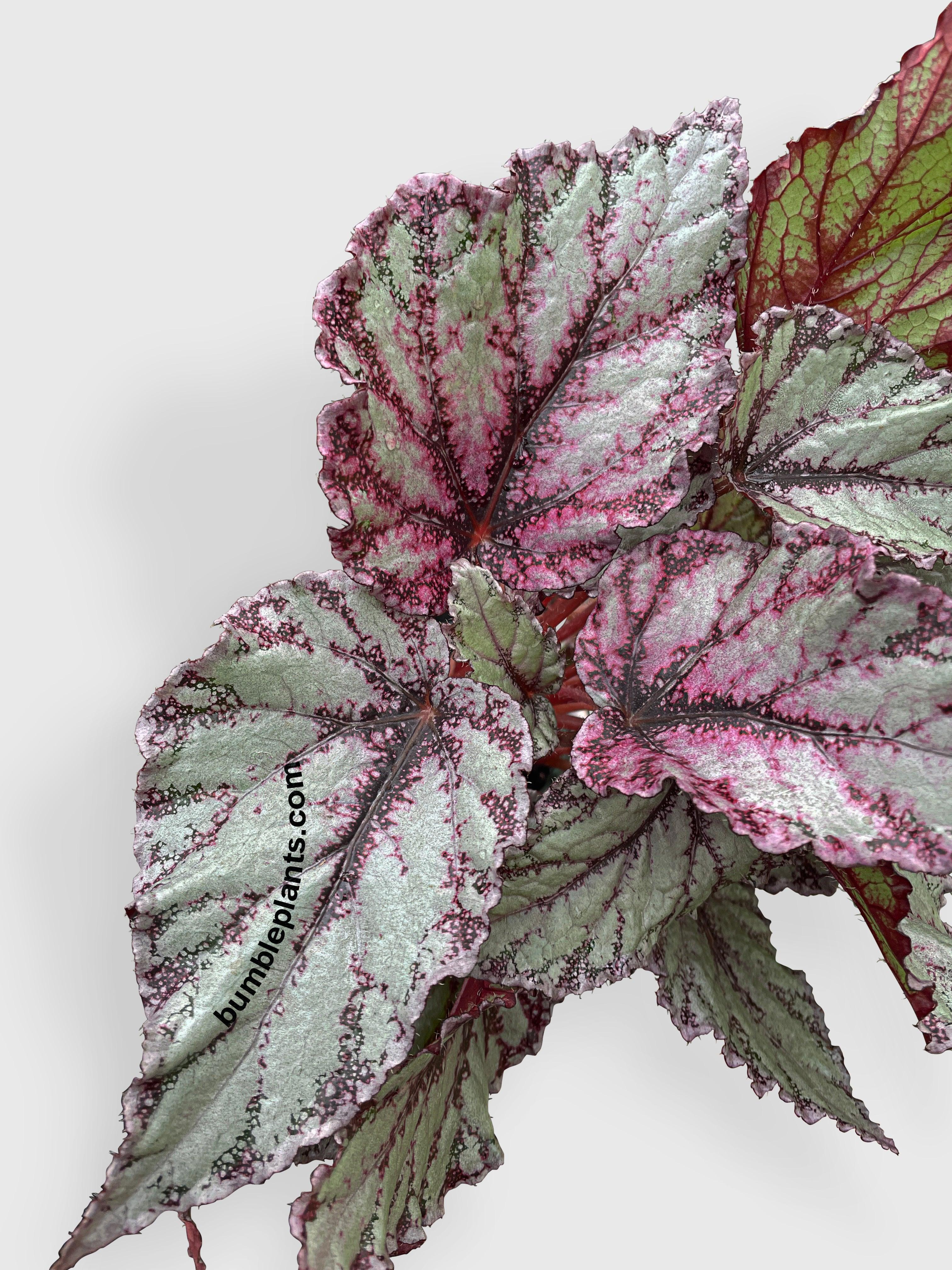 Begonia Flamenco - Bumble Plants