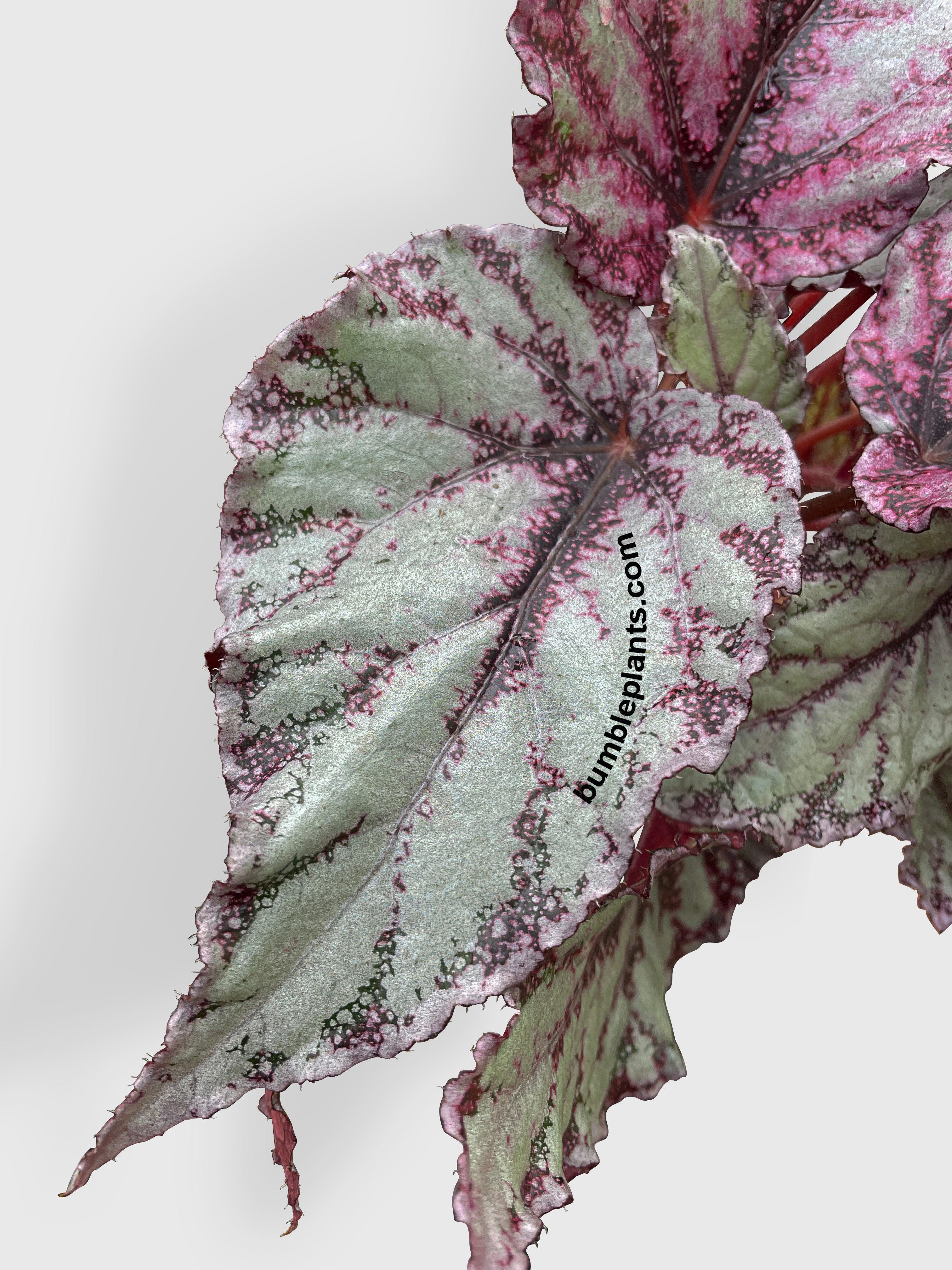 Begonia Flamenco - Bumble Plants