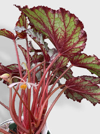 Begonia Flamenco - Bumble Plants