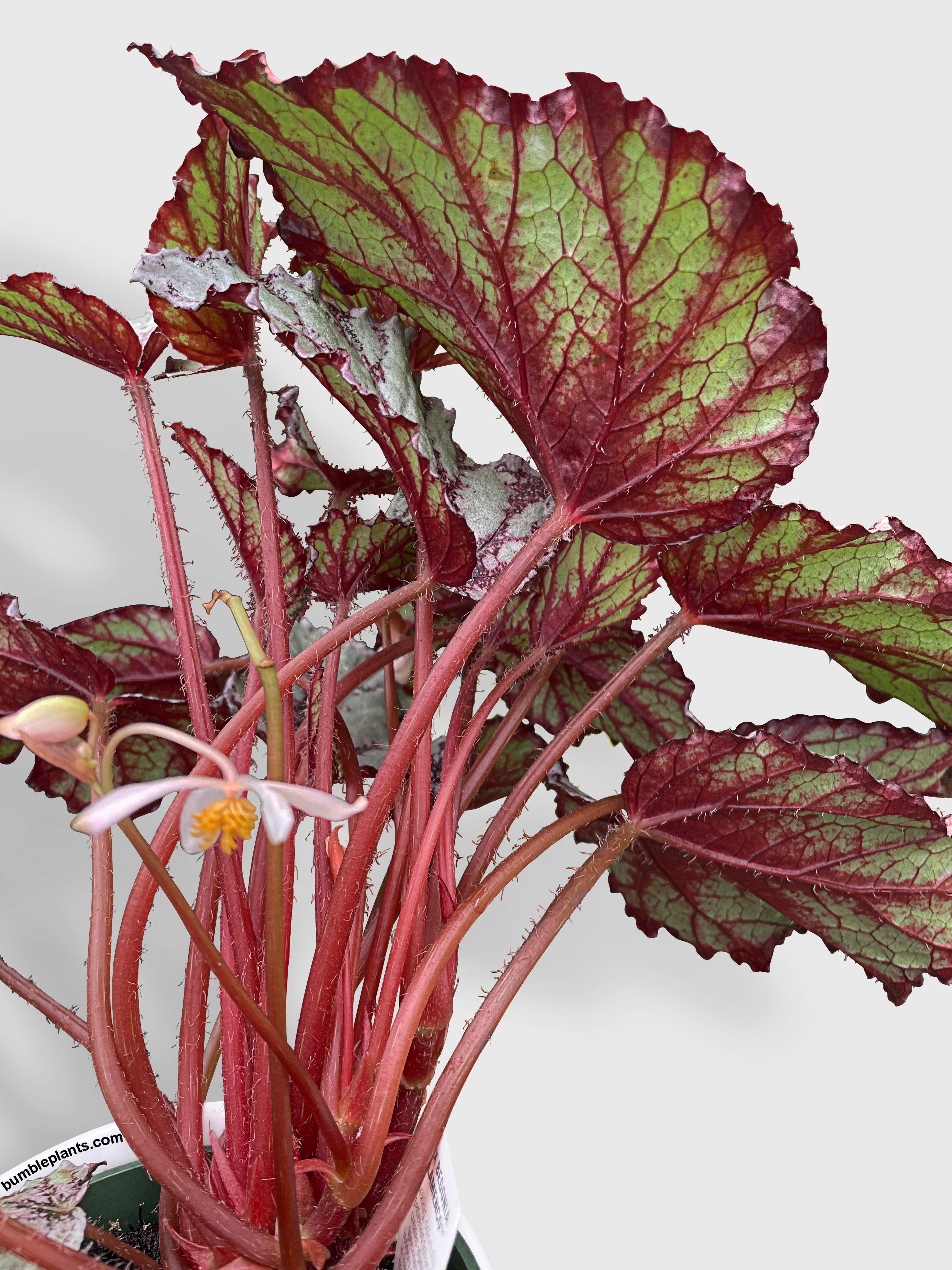 Begonia Flamenco - Bumble Plants