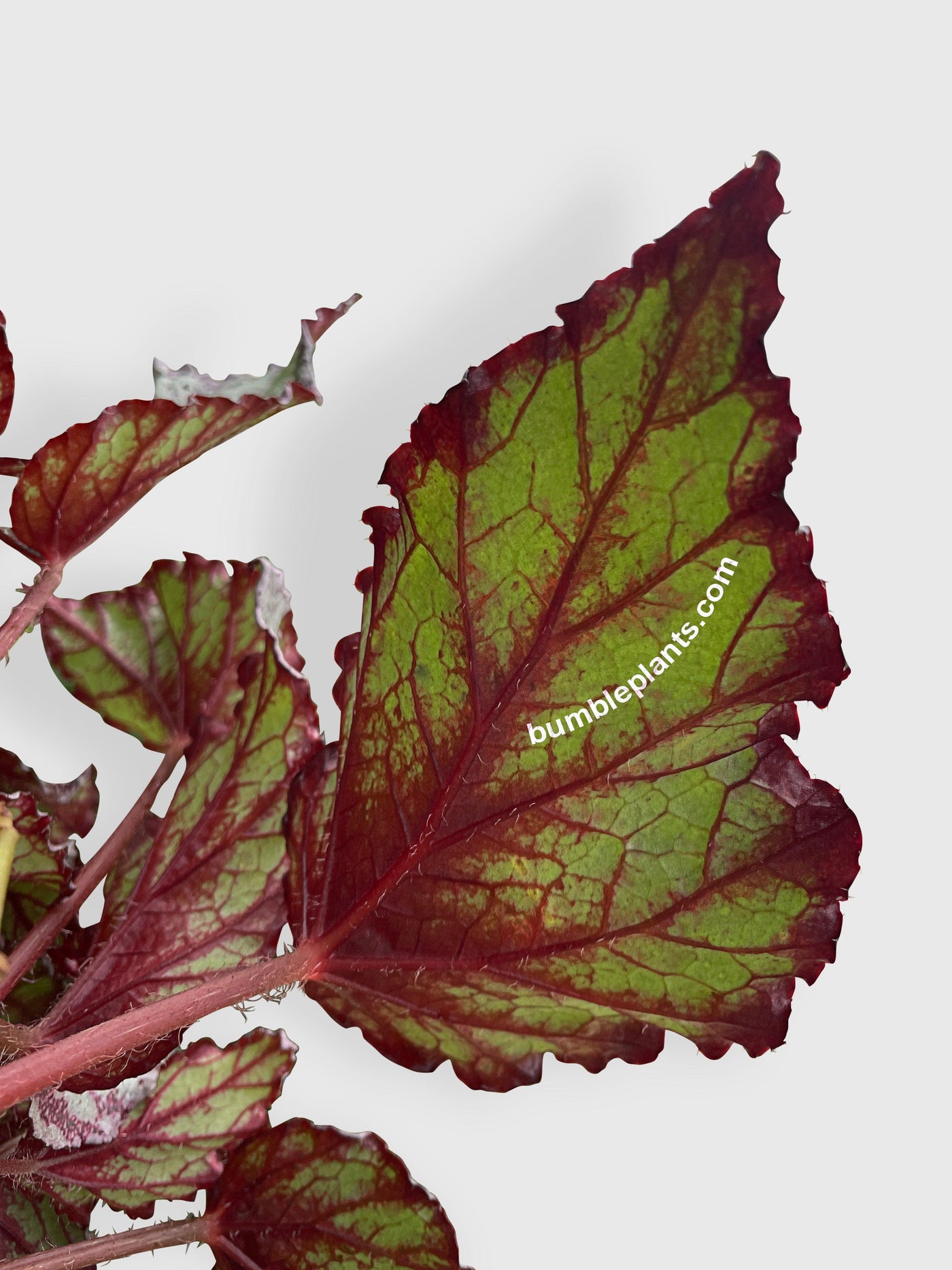 Begonia Flamenco - Bumble Plants