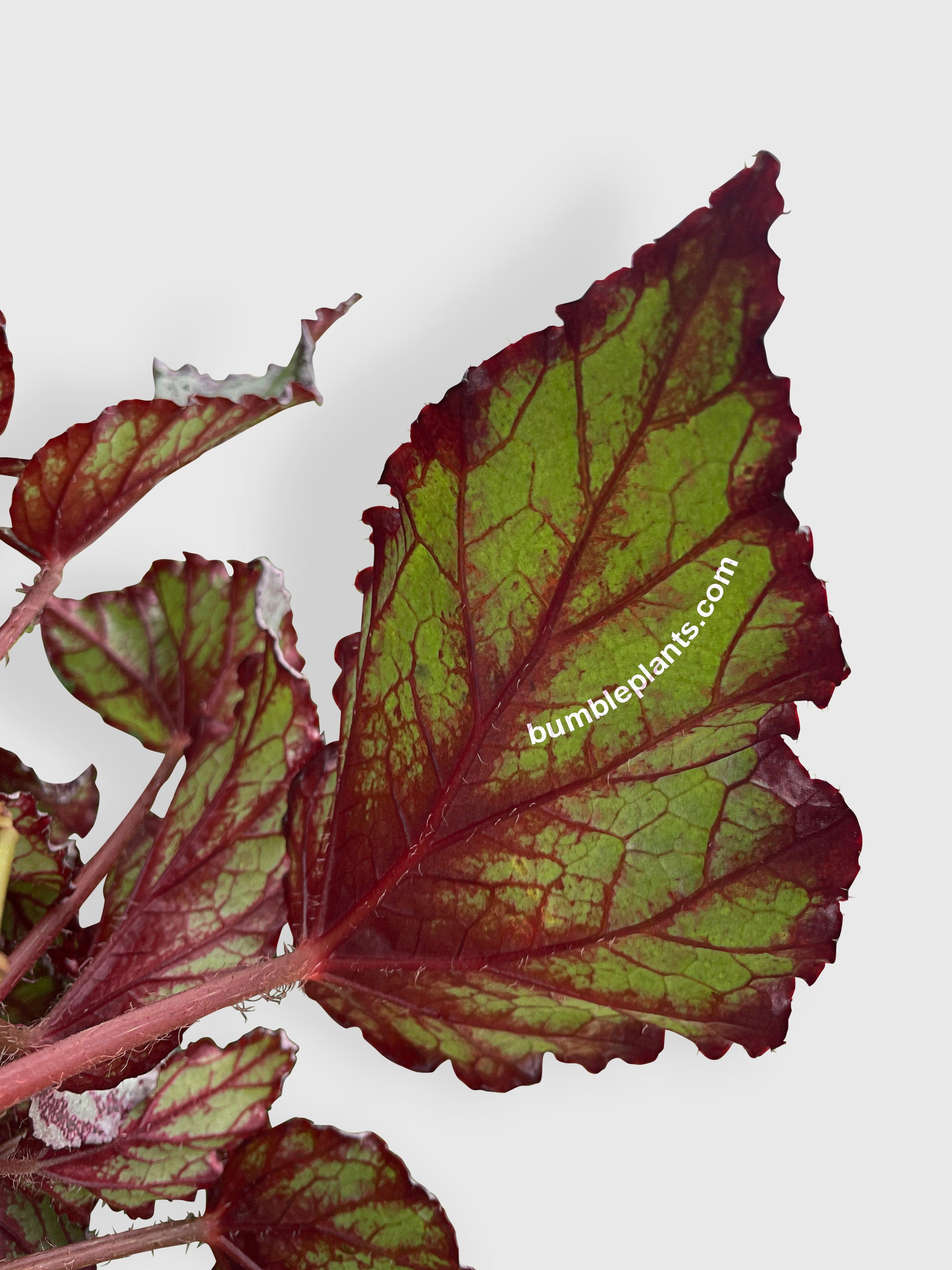 Begonia Flamenco - Bumble Plants