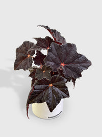Begonia Black Fuzz Hallows Eye - Bumble Plants
