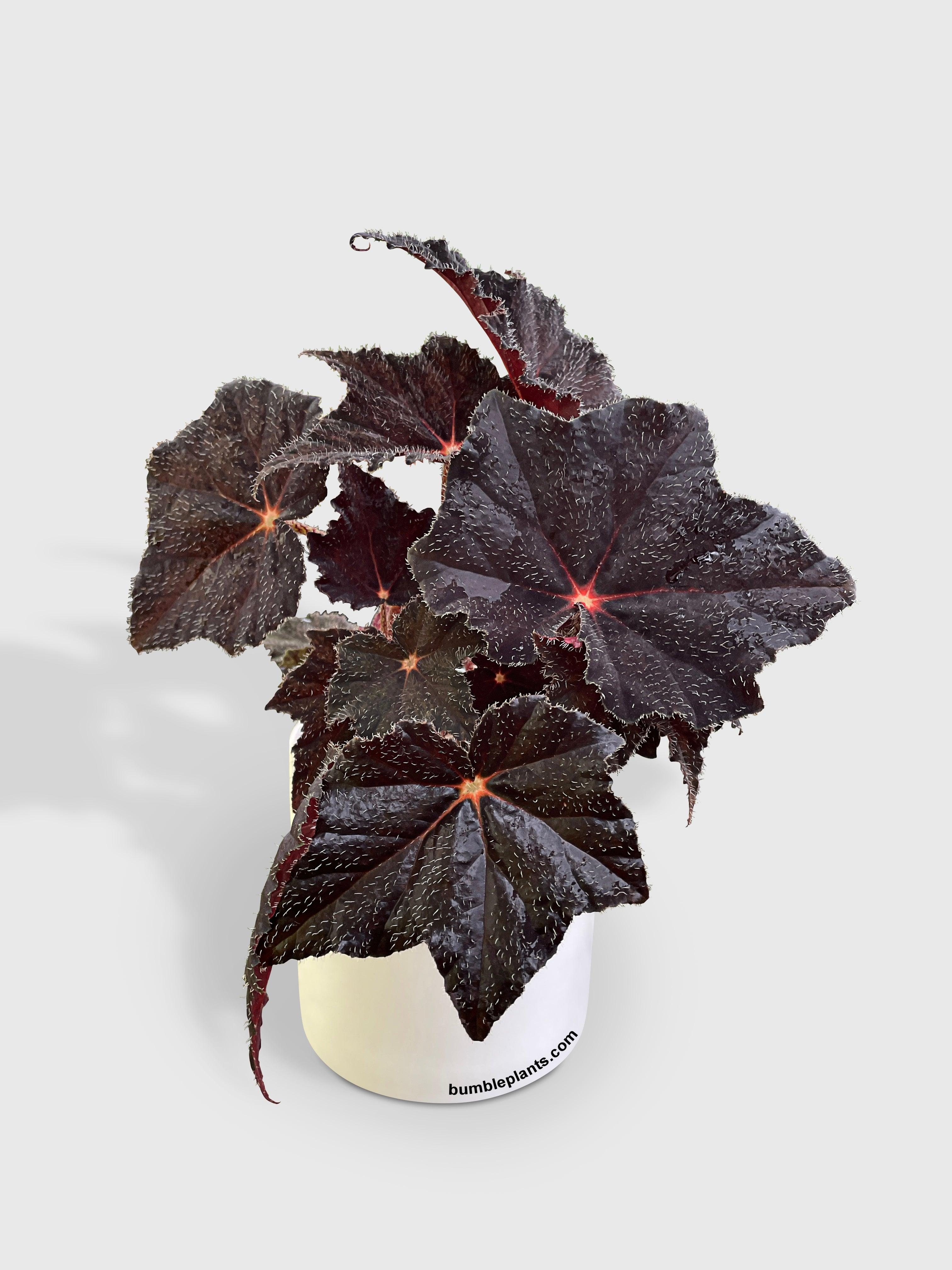 Begonia Black Fuzz Hallows Eye - Bumble Plants