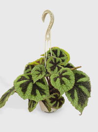Begonia Masoniana 'Iron Cross' - Bumble Plants