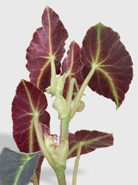 Begonia Listada - Bumble Plants
