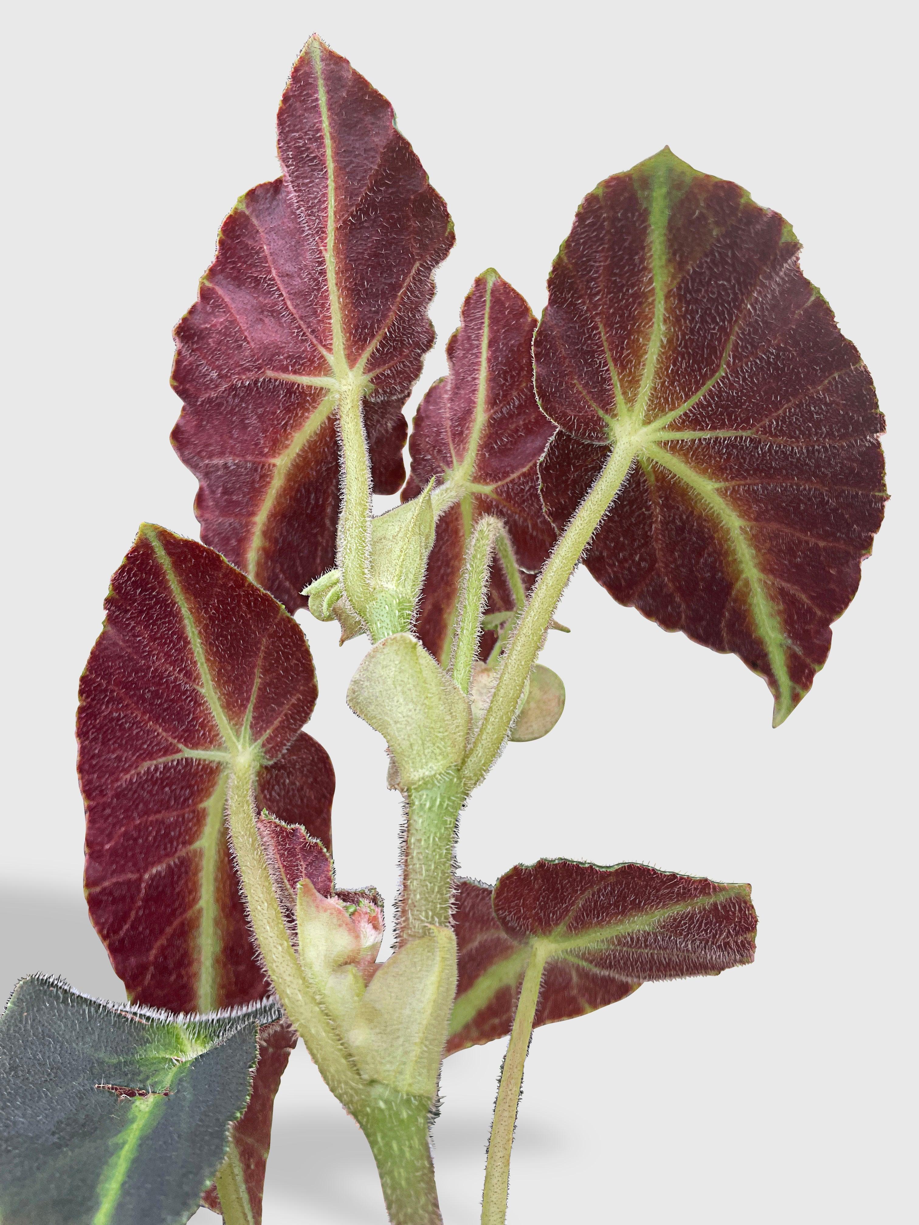 Begonia Listada - Bumble Plants