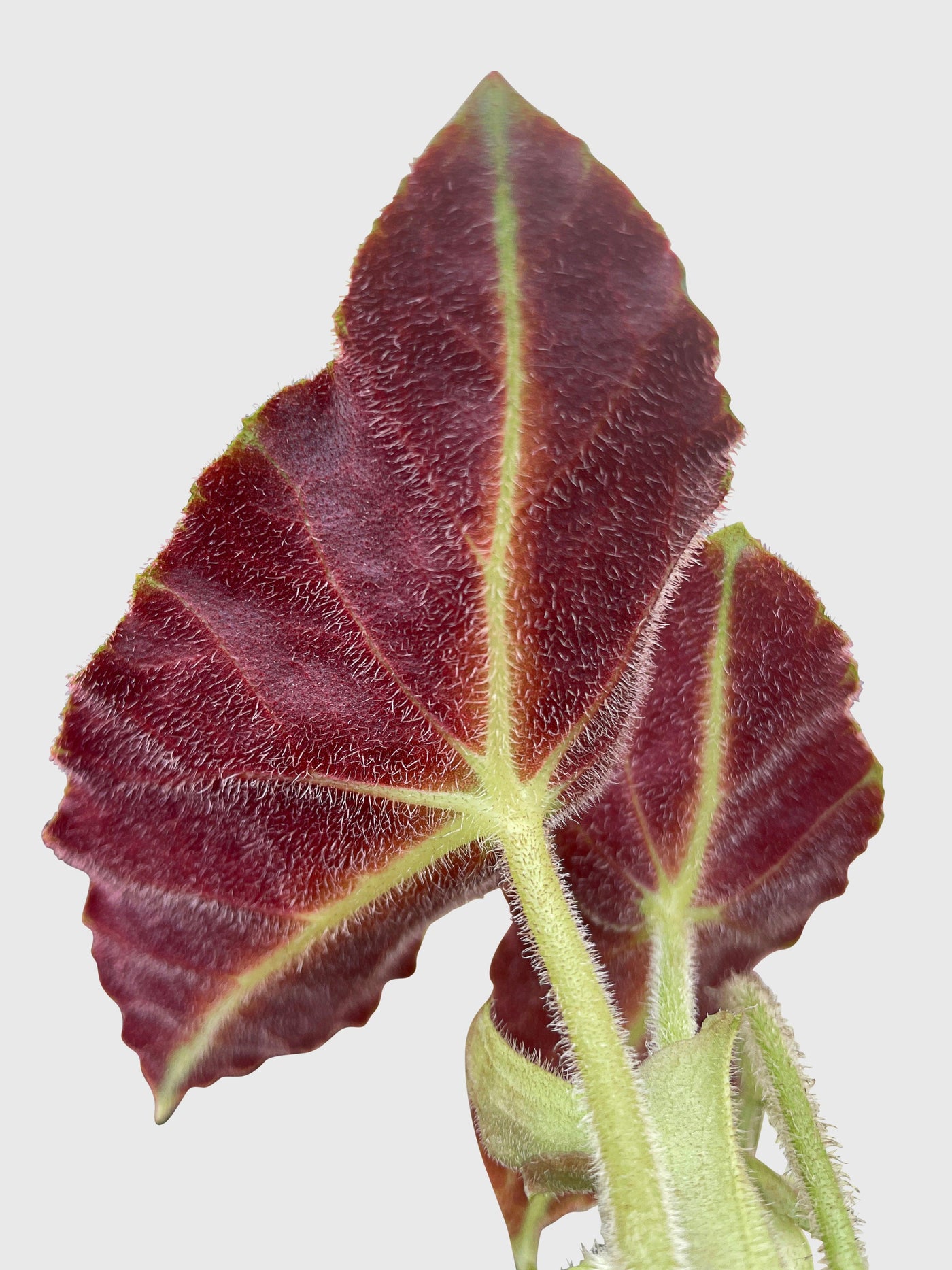 Begonia Listada - Bumble Plants
